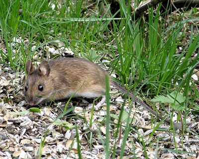 Мышь желтогорлая (Apodemus flavicollis)